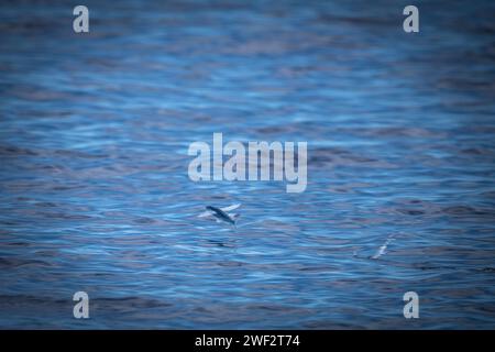 Fischfische Hawaii, Maui Stockfoto