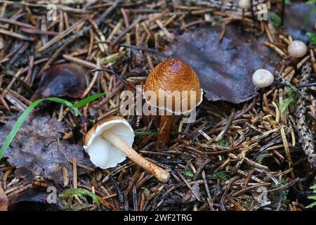 Lepiota castanea, allgemein bekannt als Kastaniendapperling, ein giftiger Pilz aus Finnland Stockfoto