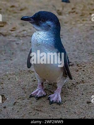 Australischer kleiner oder Feenpinguin. Stockfoto