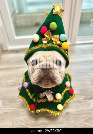 Eine bezaubernde weiße französische Bulldogge, voll in einem Weihnachtsbaumkostüm gekleidet Stockfoto