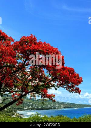 Königlicher Poinciana-Baum in voller Blüte mit leuchtend roten Blüten Stockfoto