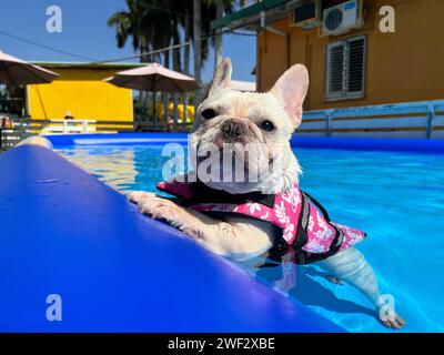 Eine süße französische Bulldogge, die einen sonnigen Tag im Swimmingpool genießt Stockfoto