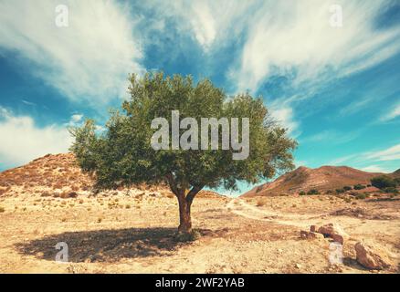 Naturlandschaft mit einsamem Olivenbaum in der Bergwüste an einem sonnigen Tag Stockfoto