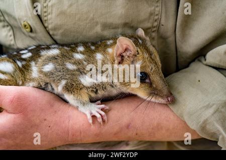 Baby Waisenkinder werden von einem Freiwilligen in Tasmanien, Australien, betreut. Stockfoto