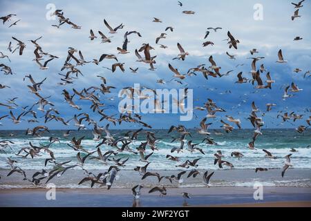 Am Abend herrliche Meereslandschaft. Sonnenuntergang über dem Meer. Möwen fliegen am Strand. Atlantik am Abend Stockfoto