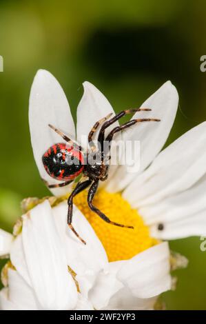 Napoleonspinne, rote Form, Synema globosum, auf einer Blume, Katalonien, Spanien Stockfoto