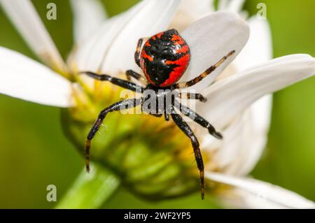 Napoleonspinne, rote Form, Synema globosum, auf einer Blume, Katalonien, Spanien Stockfoto