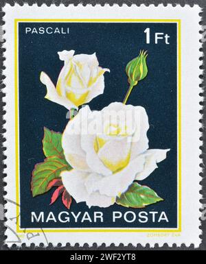 Von Ungarn gedruckte gestempelte Briefmarke, die Pascali Rose zeigt, um 1982. Stockfoto