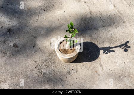 Adenium Zierpflanze topview Stockfoto