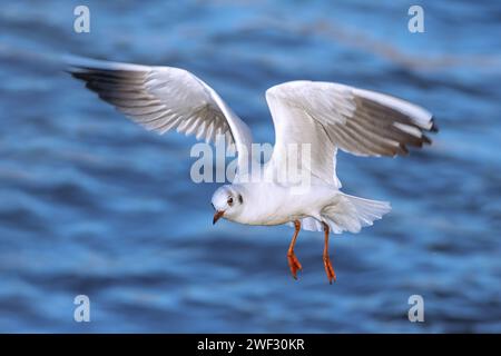 Juvenile Schwarzkopfmöwe im Flug über den blauen Fluss, Winterbild Stockfoto