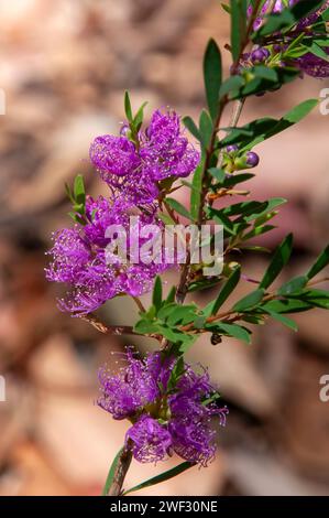 Sydney Australien, violette Blume der einheimischen melaleuca thymifolia, allgemein bekannt als Thymian-Honigmyrte Stockfoto