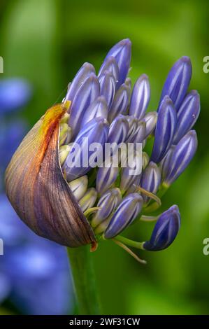 Sydney Australien, die Blütenknospe des Agapanthus orientalis Blue Stockfoto