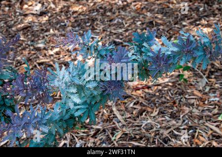 Sydney Australien, buntes Laub einer cootamundra-Schlacht Stockfoto