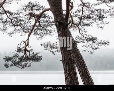 Ein stimmungsvolles Foto zeigt einsame Kiefern, die an einem nebeligen Wintertag vor einem ruhigen gefrorenen See stehen. Stockfoto