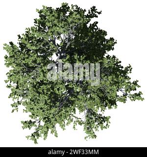 Ein europäischer Lindenbaum von oben isoliert auf weißem Hintergrund Stockfoto