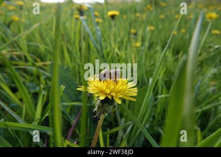 Natürliche Nahaufnahme einer frühen Cellophane-Biene, Colletes cunicularius, die auf einer gelben Löwenzahnblüte auf einer Wiese mit grünem Gras sitzt Stockfoto