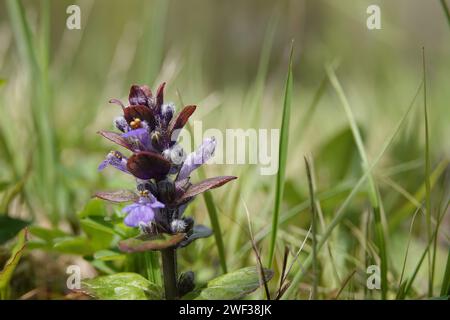 Natürlicher Niedrigwinkelschuss auf einem auftauchenden Blumenkopf des blauen Blütenkrauts, Ajuga reptans auf dem Feld Stockfoto