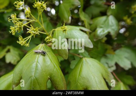 Natürliche Nahaufnahme einer niedlichen männlichen, rotbauchigen Bergarbeiterbiene, Andrena ventralis mit gelbem Pollen, sitzt auf Stockfoto