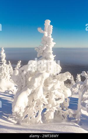 Ein magischer Blick von oben auf den Berg zu weißer flauschiger, schneebedeckter Fichte. Winterlandschaft mit frostigen Tannen und Schneeflocken, flaches Gelände mit Nebel. Stockfoto