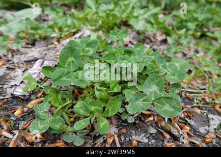 Natürliche Nahaufnahme auf einem isolierten auftauchenden weißen, niederländischen oder Ladino-Klee, Trifolium repens Stockfoto