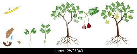 Der Wachstumszyklus des Baumes parkia biglobosa mimosaceae auf weißem Hintergrund. Stock Vektor