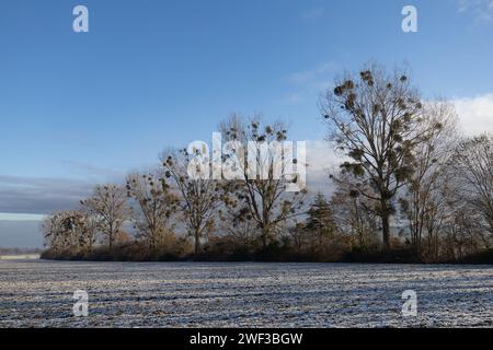 Misteln in Schwarzen Pappeln Stockfoto