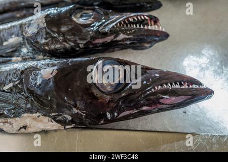 Schwarzer Degenfisch (Aphanopus carbo) an der Funchal indoor Fischmarkt. Stockfoto