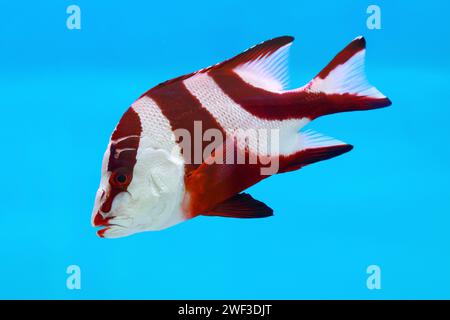 Roter Kaiserschnapper (Lutjanus sebae) juveniler auf blauem Hintergrund Stockfoto