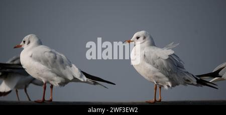 Möwen sind robuste, langgeflügelte Vögel mit kräftigen, hakenförmigen und vollständig gewebten Füßen, außer den Hinterzehen. Im Gegensatz zu Seeschwalben, die es sind Stockfoto