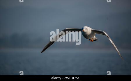 Möwen sind robuste, langgeflügelte Vögel mit kräftigen, hakenförmigen und vollständig gewebten Füßen, außer den Hinterzehen. Im Gegensatz zu Seeschwalben, die es sind Stockfoto