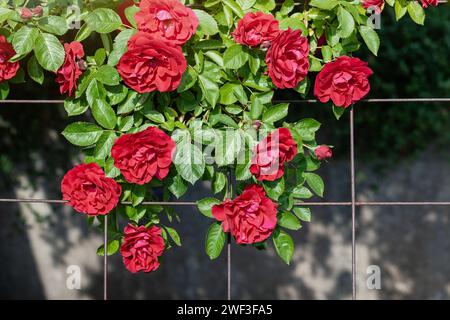 Leuchtend roter Rosenstrauch, der auf einem Spalier klettert. Stockfoto