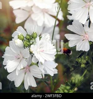 Eine weiße Malvenblüte und eine fliegende Hummel in der Nähe, vermutlich dass Malva olbia eine gute Pflanze ist, um Bestäuber anzulocken. Stockfoto