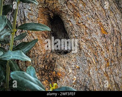 Nahaufnahme Baumstamm mit Hohlraum. Loch in der Rinde eines Baumes. Hintergrund der alten Baumrinde Stockfoto