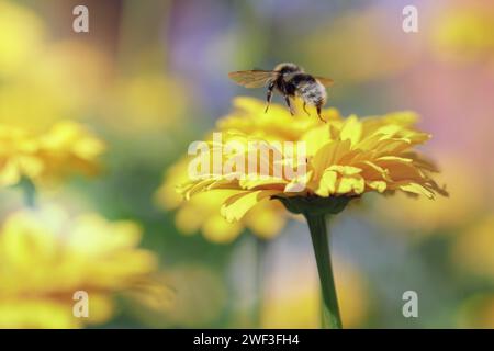 Eine Hummel, die von einer gelben Blütenblüte fliegt. Farbenfroher, schöner, verschwommener Hintergrund der Sommerwiese. Stockfoto