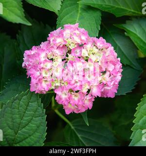 Rosafarbene Hortensie, Weichzeichner. Wunderschöne Blumen in der Natur. Hortensie macrophylla. Quadratisches Foto. Stockfoto