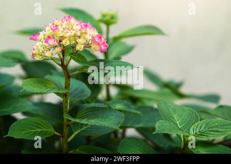 Wunderschöne gelb-rosa Hortensie Macrophylla Blumenköpfe im Tagessonnenlicht Stockfoto