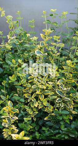 Gelbe und grüne Blätter von Euonymus fortunei Smaragd n Gold oder Winterkriecher. Natürlicher Laubhintergrund. Stockfoto