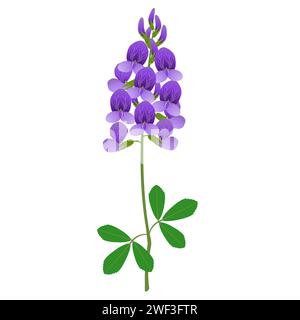 Zweig mit Luzerne-Blüten und Blättern auf weißem Hintergrund. Stock Vektor