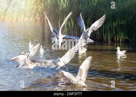 Eine Schar Möwen über dem Wasser. Weiße Vögel im Flug kämpfen um Nahrung. Stockfoto