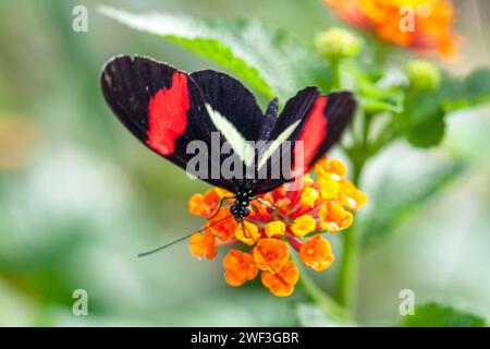 Heliconius erato Schmetterling auf einem Blatt Stockfoto