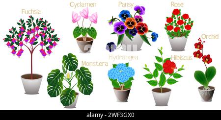 Set von Zimmerpflanzen auf weißem Hintergrund. Stock Vektor