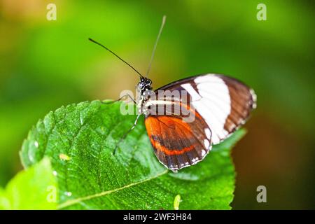 Heliconius erato Schmetterling auf einem Blatt Stockfoto