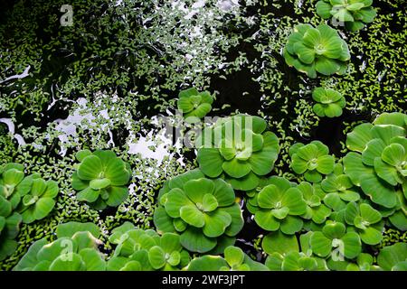 Wasserkohl, Wassersalat, Nilkohl, Muschelblume Stockfoto