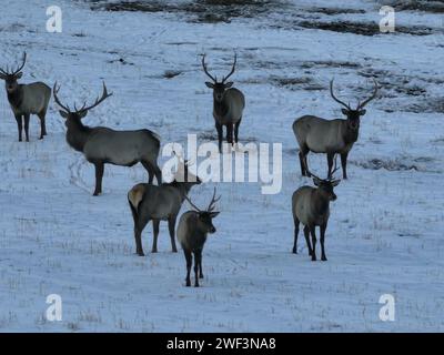 HAMI, CHINA - 28. JANUAR 2024 - Wapitis fressen auf dem Sungtang Grasland am nördlichen Fuß des Tianshan-Gebirges in Hami, Provinz Xinjiang, Stockfoto