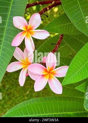 Erfassen Sie das Wesen der Insel Reunion mit dieser exquisiten Nahaufnahme weißer und gelber Frangipani-Blumen, auch bekannt als Plumeria. Die Blüten displa Stockfoto