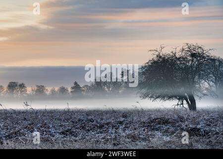 Gruseliger Nebel an einem Januarmorgen im Bushy Park in Surrey Stockfoto