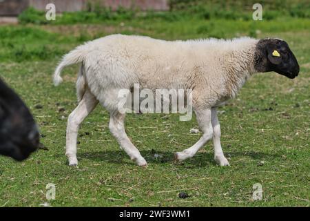 Neugeborene Gotland-Schaflämmer auf einer Wiese auf einem Bauernhof in Skaraborg Schweden Stockfoto