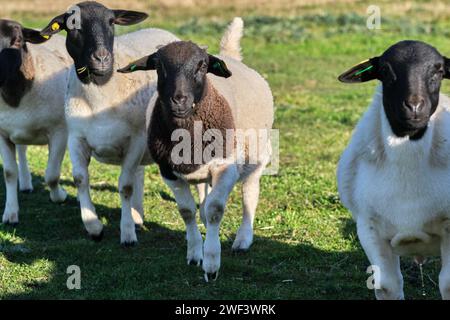 Neugeborene Gotland-Schaflämmer auf einer Wiese auf einem Bauernhof in Skaraborg Schweden Stockfoto