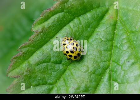 Ein wunderschön gemusterter Marienkäfer mit 22 Flecken (Psyllobora vigintiduopunctata), der Blätter nach seiner Diät von Schimmel sucht. Tunstall, Sunderland, Großbritannien Stockfoto