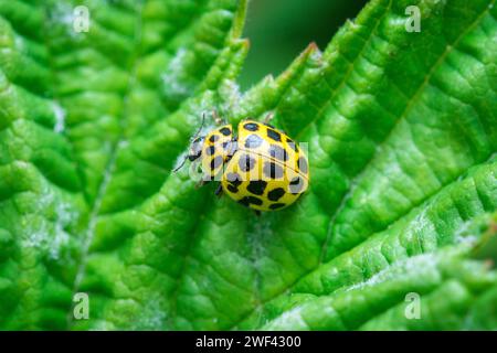 Ein wunderschön gemusterter Marienkäfer mit 22 Flecken (Psyllobora vigintiduopunctata), der Blätter nach seiner Diät von Schimmel sucht. Tunstall, Sunderland, Großbritannien Stockfoto